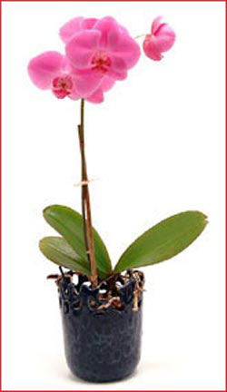  Ankara ankaya iekiler  Phalaenopsis Orchid Plant