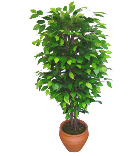 Ficus Benjamin 1,50 cm   Ankara ankaya hediye iek yolla 