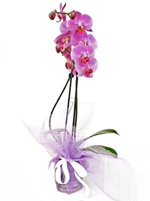  Ankara ankaya hediye iek yolla  Kaliteli ithal saksida orkide