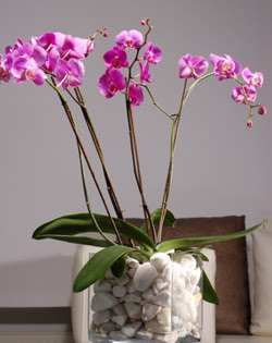  Ankara ankaya online ieki , iek siparii  2 dal orkide cam yada mika vazo ierisinde