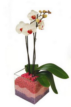  Ankara ankaya iek , ieki , iekilik  tek dal cam yada mika vazo ierisinde orkide