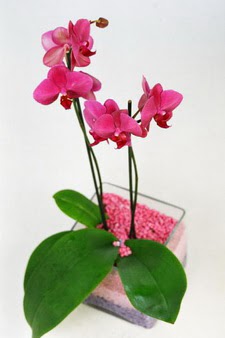  ankaya yurtii ve yurtd iek siparii  tek dal cam yada mika vazo ierisinde orkide