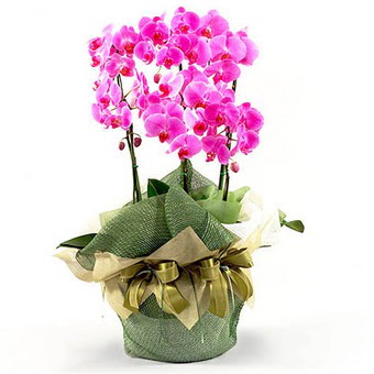  Ankara ankaya uluslararas iek gnderme  2 dal orkide , 2 kkl orkide - saksi iegidir