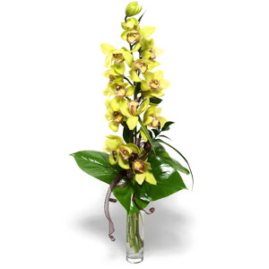  Ankara ankaya uluslararas iek gnderme  cam vazo ierisinde tek dal canli orkide