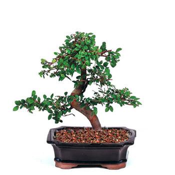 ithal bonsai saksi iegi  Ankara ankaya iek yolla 
