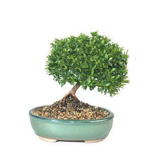ithal bonsai saksi iegi  Ankara iek siparii ankaya iek sat 