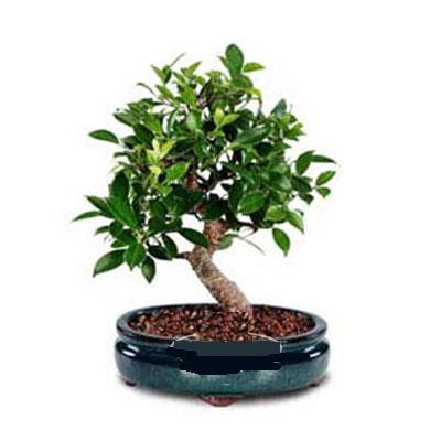 ithal bonsai saksi iegi  Ankara ankaya online ieki , iek siparii 