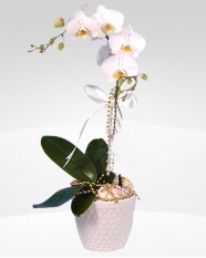 1 dall orkide saks iei  Ankara ankaya cicek , cicekci 