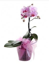 1 dal pembe orkide saks iei  Ankara ankaya internetten iek siparii 