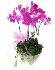 9 dal orkide saks iei  ankaya ieki iek siparii vermek 