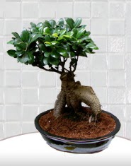 saks iei japon aac bonsai  Ankara ankaya internetten iek siparii 