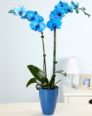 Esiz bir hediye 2 dall mavi orkide  Ankara iek siparii ankaya iek sat 
