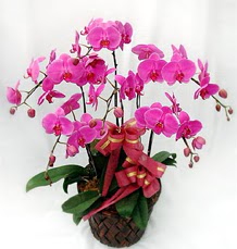 6 Dall mor orkide iei  Ankara ankaya hediye iek yolla 