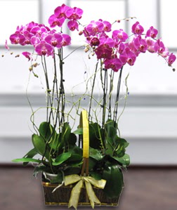 4 dall mor orkide  ankaya ieki iek siparii vermek 
