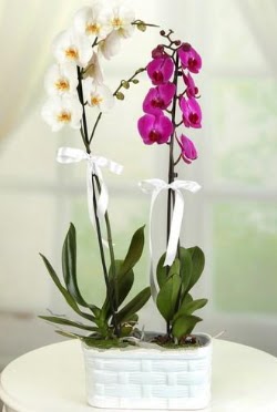 1 mor 1 dal beyaz thal orkide sepet ierisinde  Ankara ankaya iekiler 