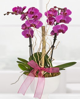 2 dall nmor orkide  Ankara ankaya hediye iek yolla 
