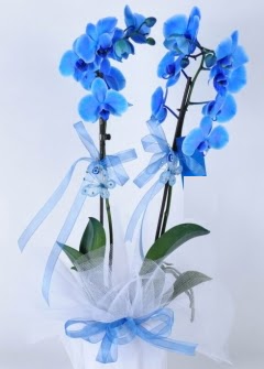 2 dall mavi orkide  ankaya iek yolla , iek gnder , ieki  