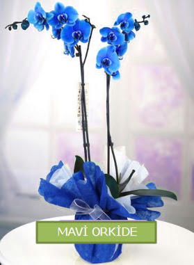 2 dall mavi orkide  Ankara ankaya nternetten iek siparii 