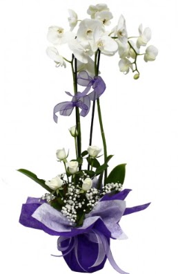 2 dall beyaz orkide 5 adet beyaz gl  ankaya yurtii ve yurtd iek siparii 