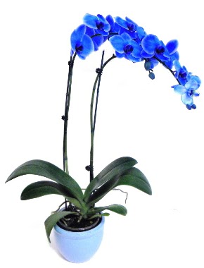 Seramikli 2 dall sper esiz mavi orkide  Ankara iek yolla ankaya internetten iek sat 