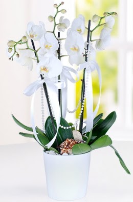 3 dall beyaz orkide  Ankara ankaya anneler gn iek yolla  