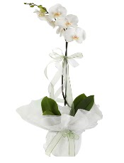 1 dal beyaz orkide iei  Ankara ankaya iek yolla 