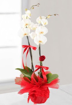 2 dallı beyaz orkide ve 1 adet kırmızı gül  Ankara Çankaya hediye çiçek yolla  