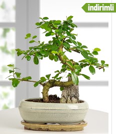 S eklinde ithal gerek bonsai japon aac  ankaya iek yolla , iek gnder , ieki  
