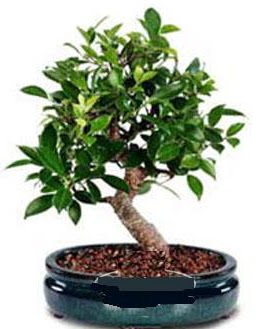 5 yanda japon aac bonsai bitkisi  Ankara ankaya hediye iek yolla 