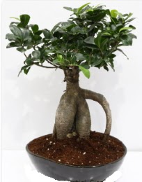 5 yanda japon aac bonsai bitkisi  ankaya iek yolla , iek gnder , ieki  