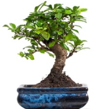 5 yanda japon aac bonsai bitkisi  ankaya iek servisi , ieki adresleri 