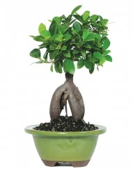 5 yanda japon aac bonsai bitkisi  Ankara ankaya ieki telefonlar 