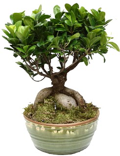 Japon aac bonsai saks bitkisi  Ankara ankaya uluslararas iek gnderme 