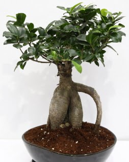 Japon aac bonsai saks bitkisi  Ankara ankaya anneler gn iek yolla 