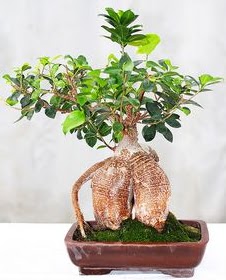 Japon aac bonsai saks bitkisi  ankaya kaliteli taze ve ucuz iekler 