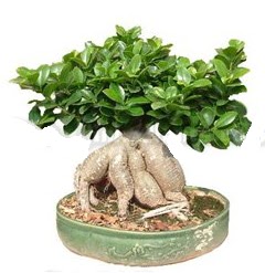 Japon aac bonsai saks bitkisi  ankaya hediye sevgilime hediye iek 