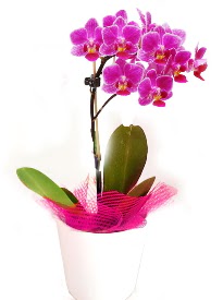 Tek dall mor orkide  Ankara ankaya iek online iek siparii  