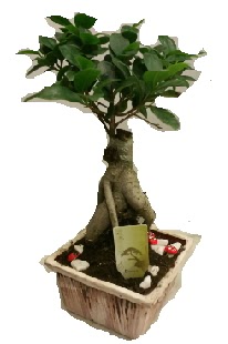 Japon aac bonsai seramik saks  Ankara ankaya iekiler 