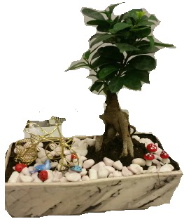 Japon aac bonsai sat  Ankara ankaya hediye iek yolla 