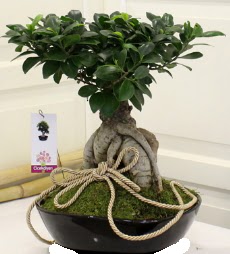 Japon aac bonsai sat  Ankara iek yolla ankaya internetten iek sat 