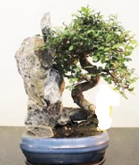 Japon aac bonsai saks bitkisi sat  ankaya iek yolla , iek gnder , ieki  