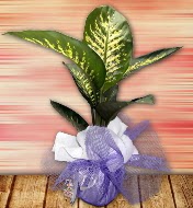 Orta boy Tropik saks bitkisi orta boy 65 cm  Ankara iek yolla ankaya internetten iek sat 