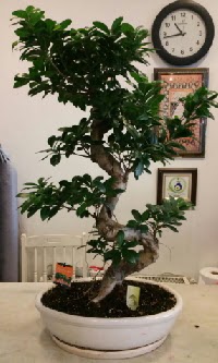 100 cm yksekliinde dev bonsai japon aac  Ankara ankaya uluslararas iek gnderme 