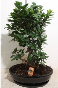 75 CM Ginseng bonsai Japon aac  Ankara ankaya gvenli kaliteli hzl iek 