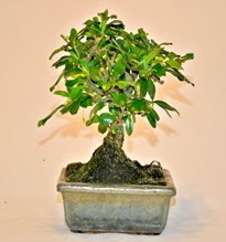 Zelco bonsai saks bitkisi  Ankara iek yolla ankaya internetten iek sat 
