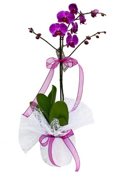 Tek dall mor orkide  Ankara ankaya iek online iek siparii 