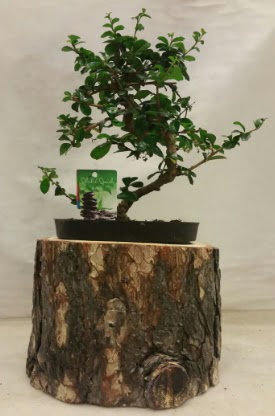 Doal ktk iinde bonsai japon aac  Ankara ankaya uluslararas iek gnderme 