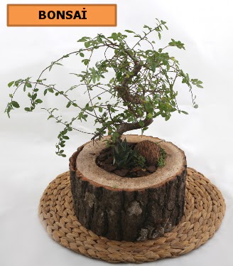 Doal aa ktk ierisinde bonsai bitkisi  ankaya iekiler 14 ubat sevgililer gn iek 
