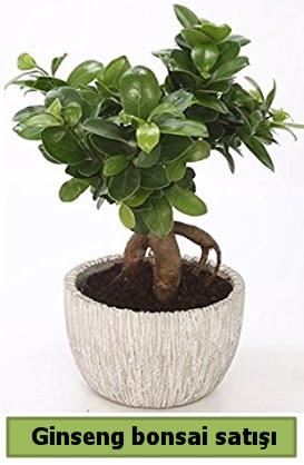 Ginseng bonsai japon aac sat  Ankara ankaya iek online iek siparii 