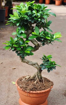 Orta boy bonsai saks bitkisi  Ankara ankaya iek gnderme sitemiz gvenlidir 